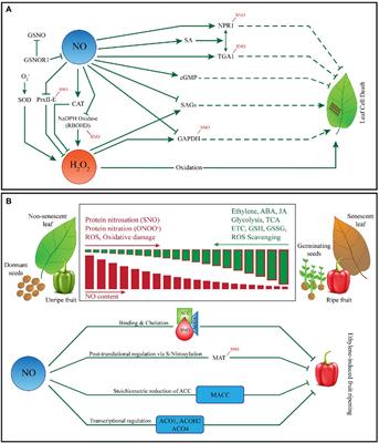 Frontiers | Role Of Nitric Oxide In Plant Senescence